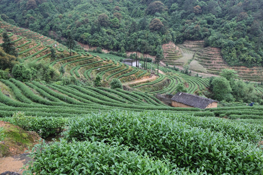 绿色茶山