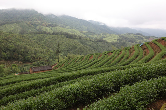 绿色茶山