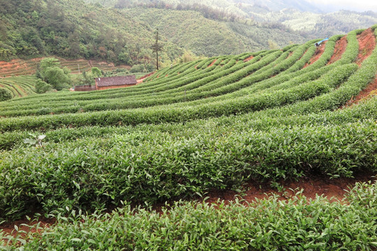 绿色茶山