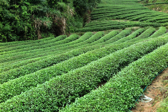 绿色茶山