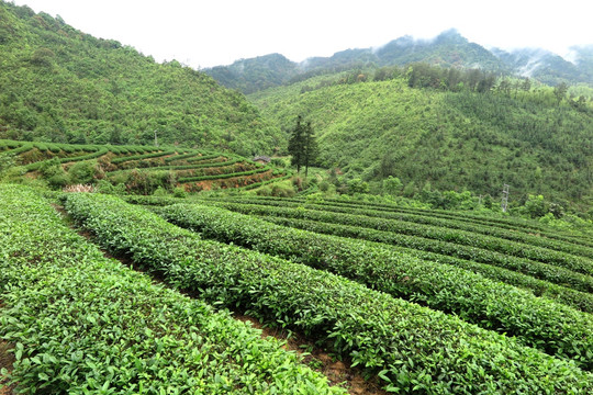 绿色茶山