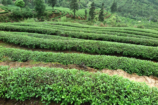 绿色茶山