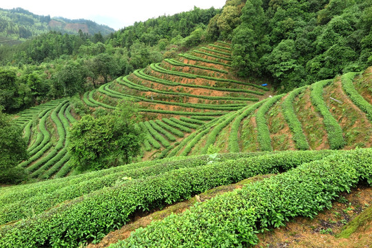 绿色茶山