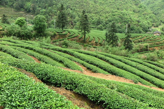 绿色茶山