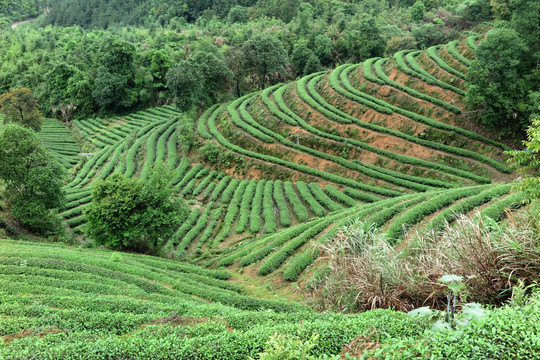 绿色茶山