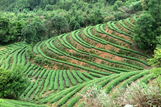 绿色茶山