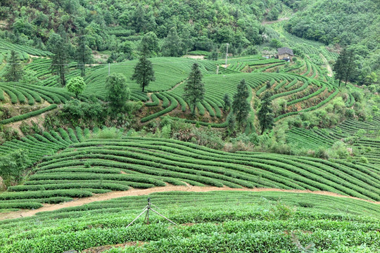 绿色茶山