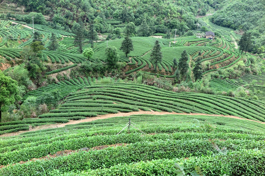 绿色茶山