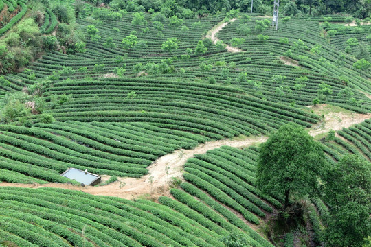 绿色茶山