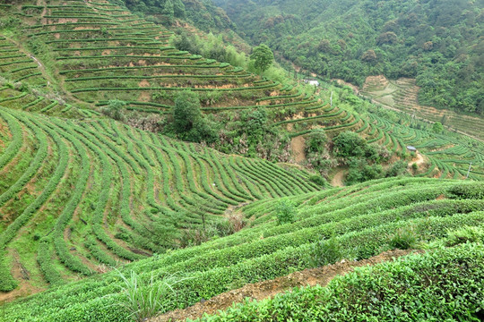 绿色茶山