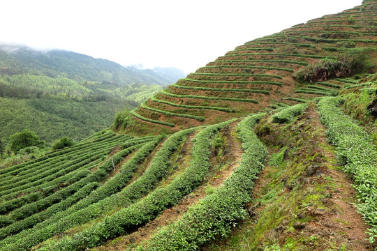 绿色茶山