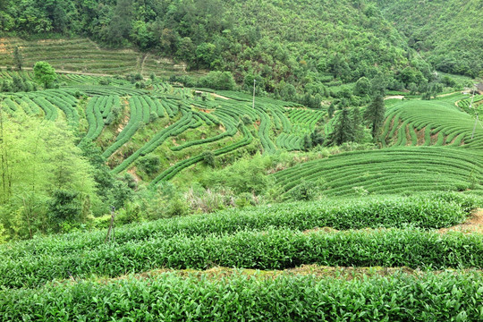 绿色茶山