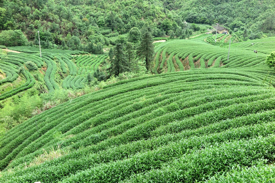 绿色茶山