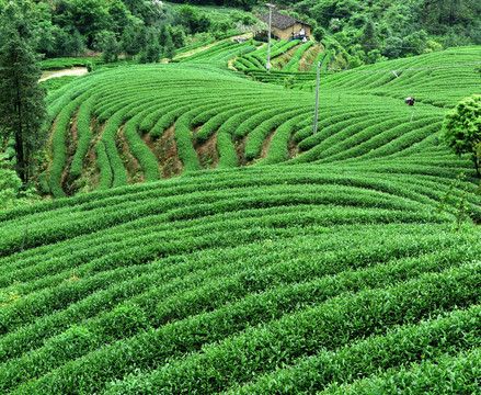 绿色茶山