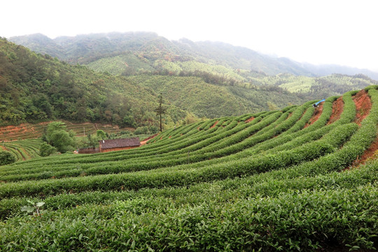 绿色茶山