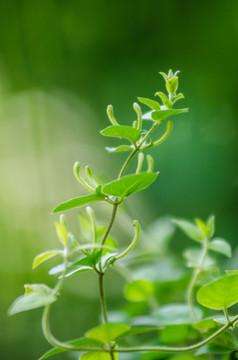 打苞的金银花