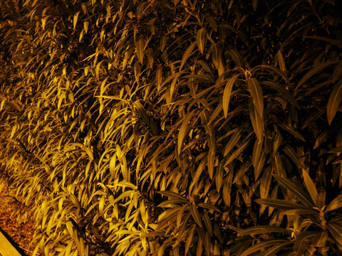 夜色里的长青植物