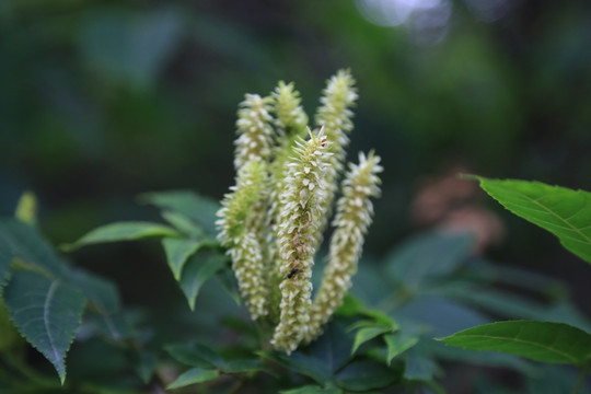 植物 花草