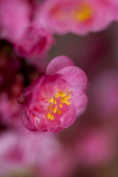 红梅花特写