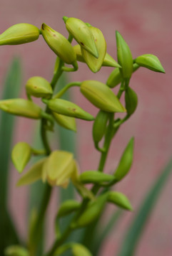 蕙兰花苞特写微距