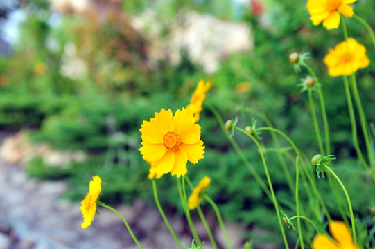 小花  黄色花