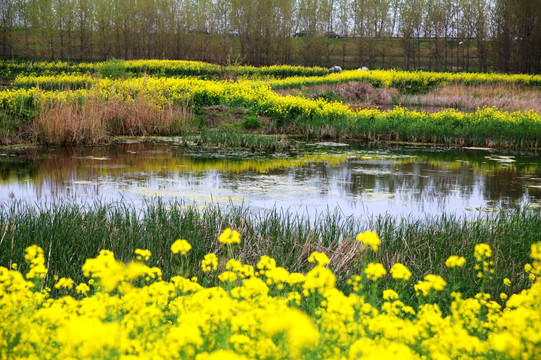 春天的田野池塘