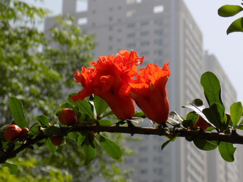 石榴花摄影