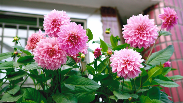 花 植物 绿色花草