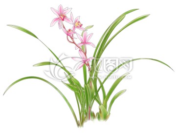 蘭花
