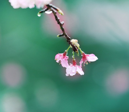 樱花