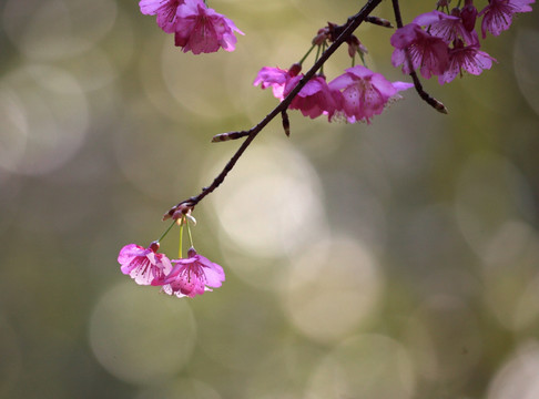 逆光樱花