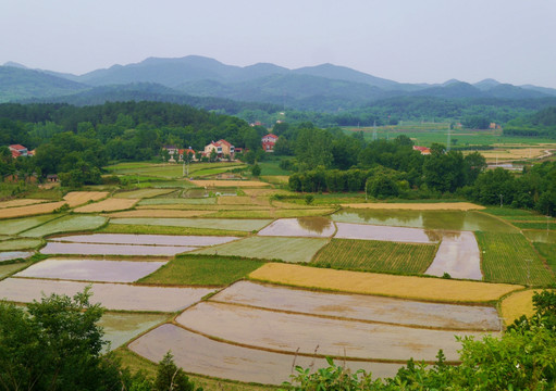 山里的水田