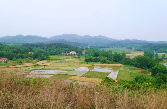 山里的水田