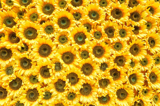 太阳花背景