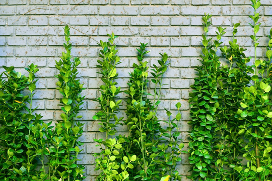 高清绿色植物背景墙