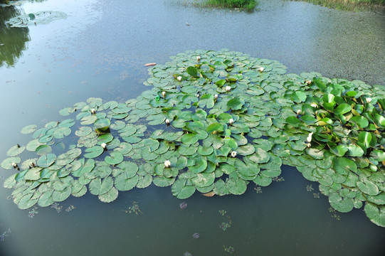 睡莲 水生植物