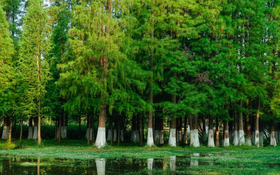 春天湿地水杉林