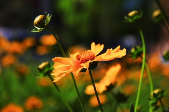 花 花蕾 雏菊