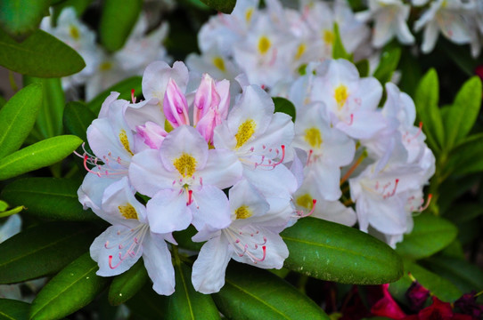 白杜鹃花 团状