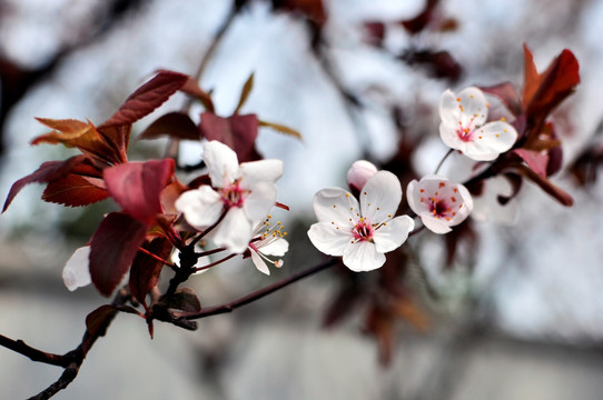 粉嫩桃花