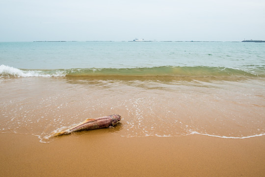 搁浅的鱼