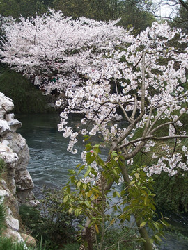 湖边樱花树 水边樱花树