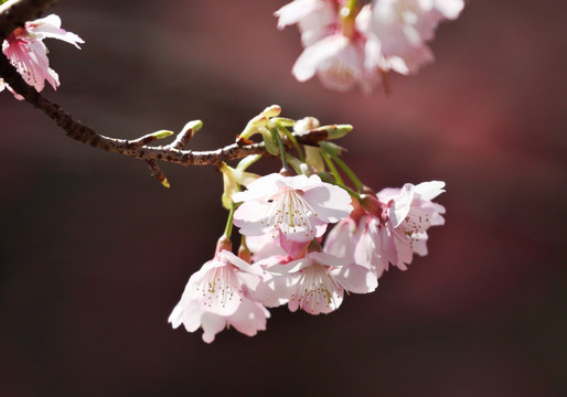 樱花