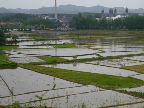 水田