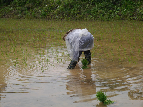 披雨衣栽秧