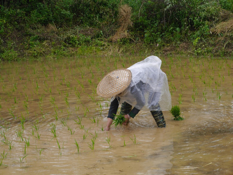 披雨衣栽秧