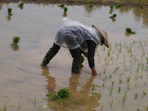 披雨衣栽秧