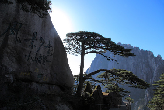 黃山 迎客松