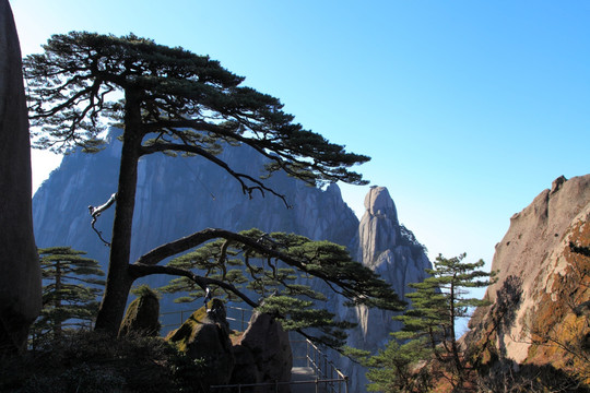 黃山 迎客松