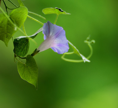 牵牛花